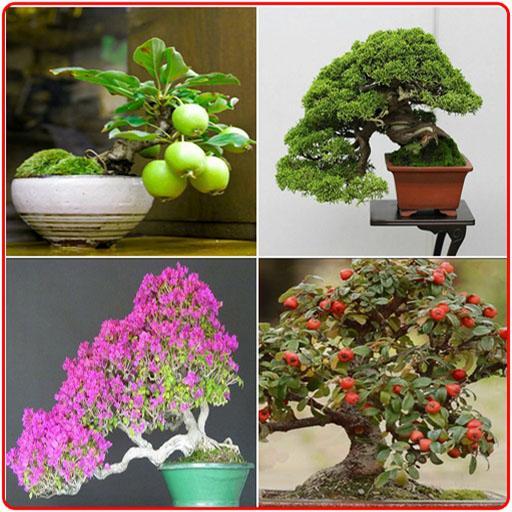 Bonsai For Beginners