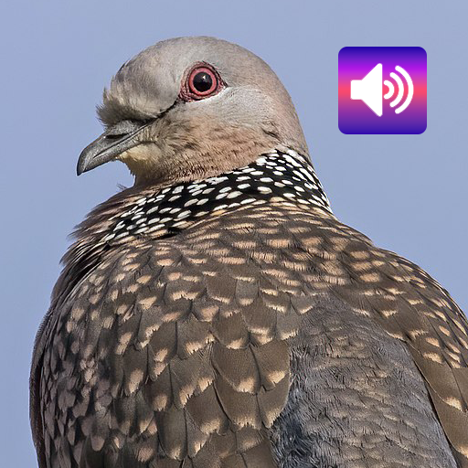 Spotted turtle dove bird calls