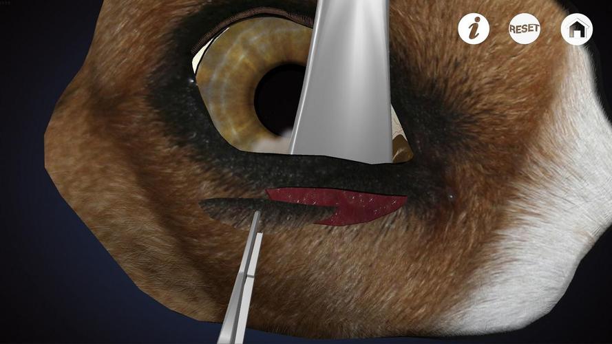 Ophthalmology in Dogs (Free)