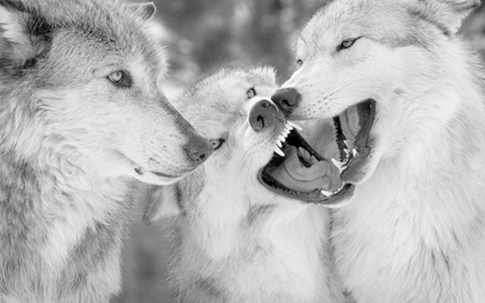 Wolf Pack 2 HD Live Wallpaper