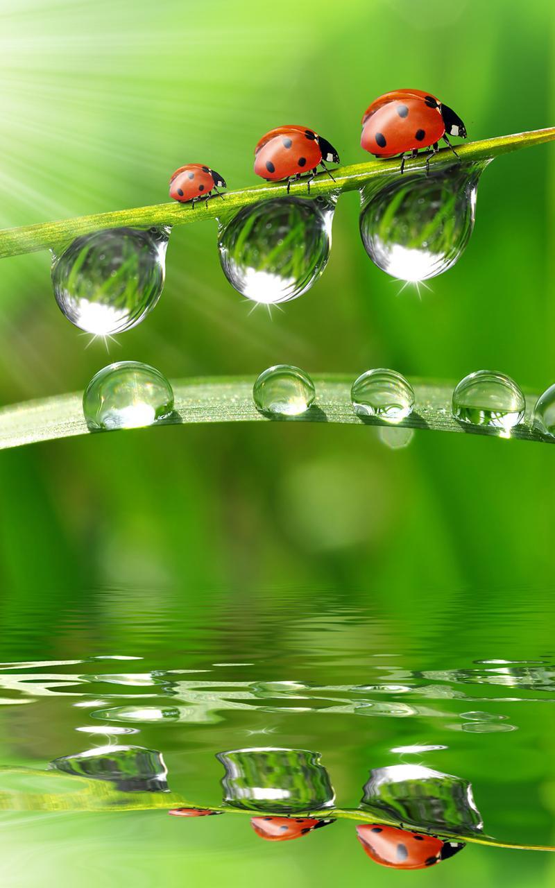 Dew Drops Live Wallpaper